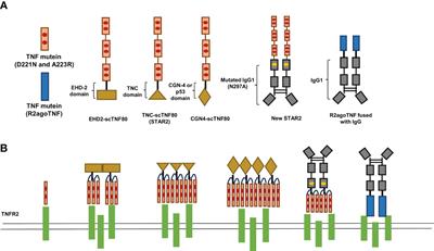 Therapeutic potential of TNFR2 agonists: a mechanistic perspective